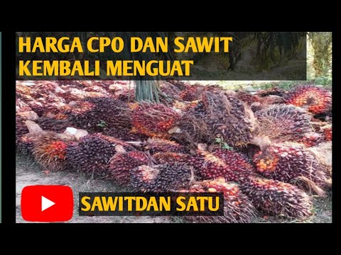 HARGA CPO dan SAWIT KEMBALI MENGUAT
