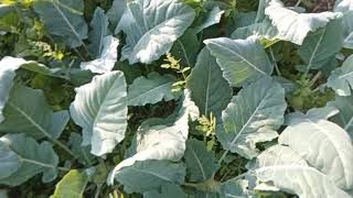 The Message That Started It All Net Worth