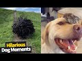 Hilarious Dog Viral Videos | Ultimate Dog Compilation 2020