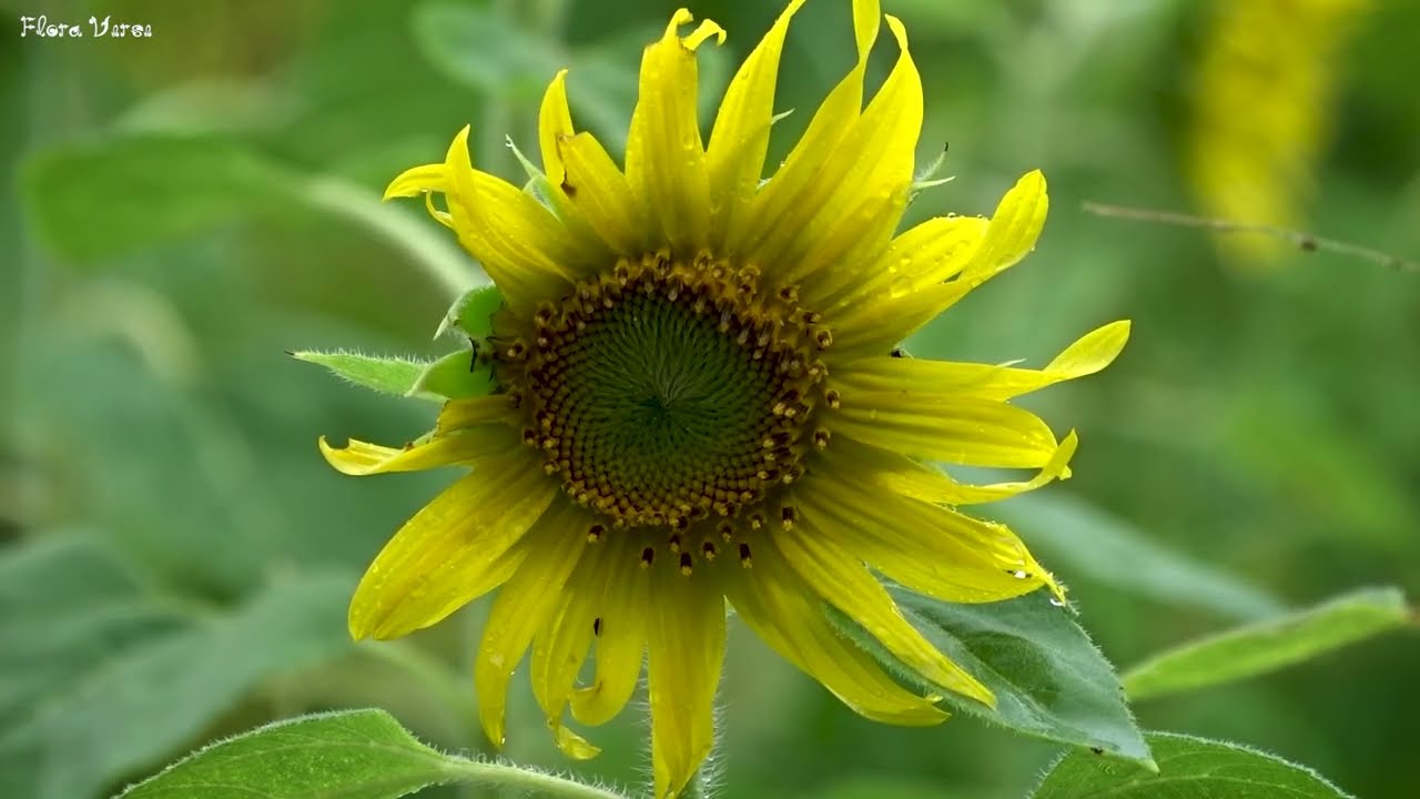 🌸 Beautiful Flower Collection with Birds Chirping | Relaxing & Calming Nature Sounds 🕊️