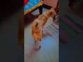 My Dog♥️♥️✨️✨️