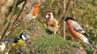 TV for Dogs : Summer Birds Spectacular - Videos to Calm Your Dog