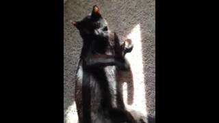Bombay black cat laying in the sunshine by BOMBAY BATCAT 210 views 8 years ago 1 minute, 22 seconds