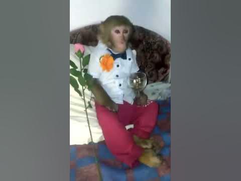 Яша Лазаревский поздравляет Анну с днём рождения. - YouTube