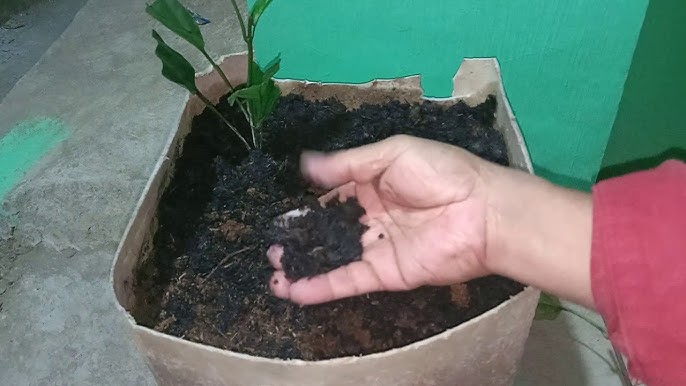 How I Grow Bridal Veil Plant Filipina Life In Australia Youtube How I Grow Bridal Veil Plant Filipina Life In Australia Youtube