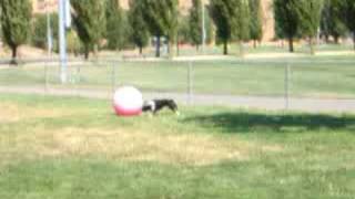 Bull Terrier Chasing Her Big Yoga Ball