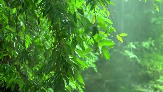 rain   Relaxing Music & Rain Sounds ❤ Beautiful Piano Music, Background Music, Sleep Music