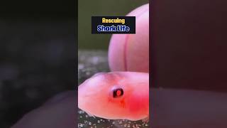 Rescuing A Tiny Shark Life #animalrescue #babyshark