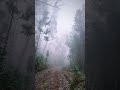 Gassi im Tropenwald