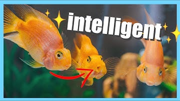 How long is a GOLDFISH