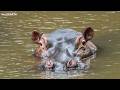LIVE at the waterhole - 26 June 2026