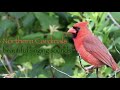 Northern Cardinals - beautiful singing sounds 🎶