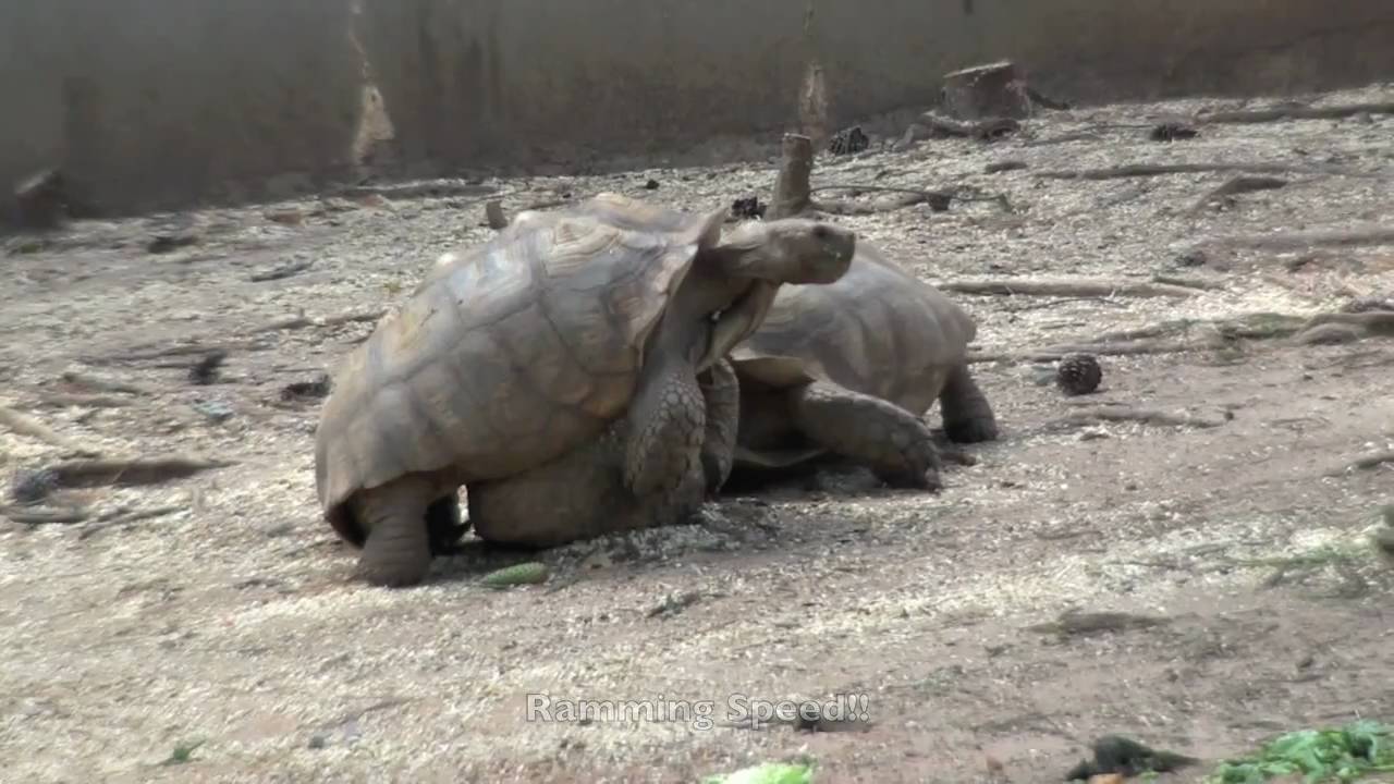 Turtle Fail! & Turtle Win! - YouTube