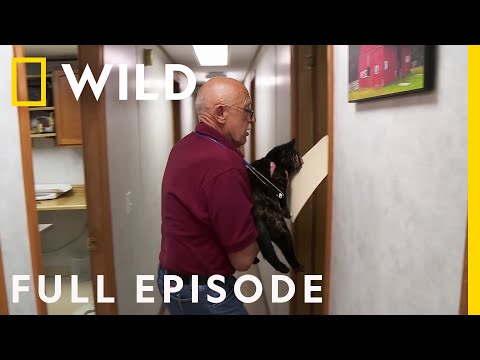 A Meow-tain of Cat Cases (Full Episode) | The Incredible Dr. Pol