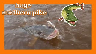 Giant northern pike - Northwest Territories, Canada