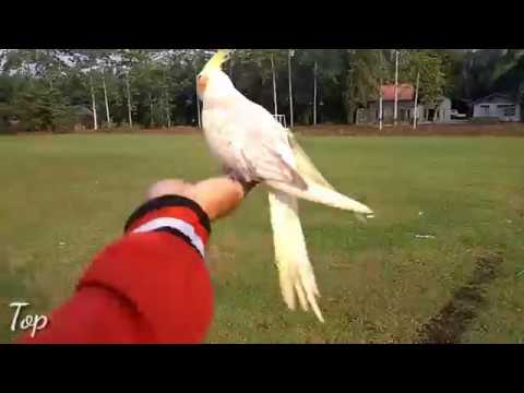 Falk Cockatiel Parkit Australia Ff Di Lapangan Lama Banget Tapung Hilir Kampar Riau