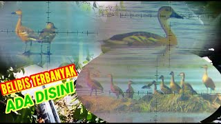 #BERBURU BELIBIS SUPER BANYAK