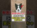これをする犬、実はめちゃめちゃ頭が良い！