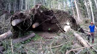Waldfieber HP-Holz Sturmholz im Lungau
