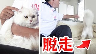脱獄を試みるもすぐに捕まってしまうマロン氏。...
