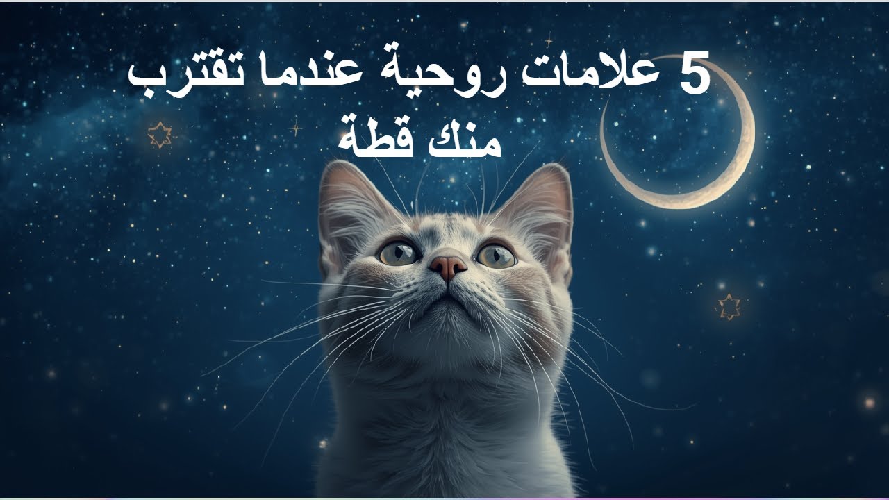 خمس علامات من الله عندما تقترب منك قطة   #قطط #الإسلام #رحمة_الله #حكمة_الإسلام