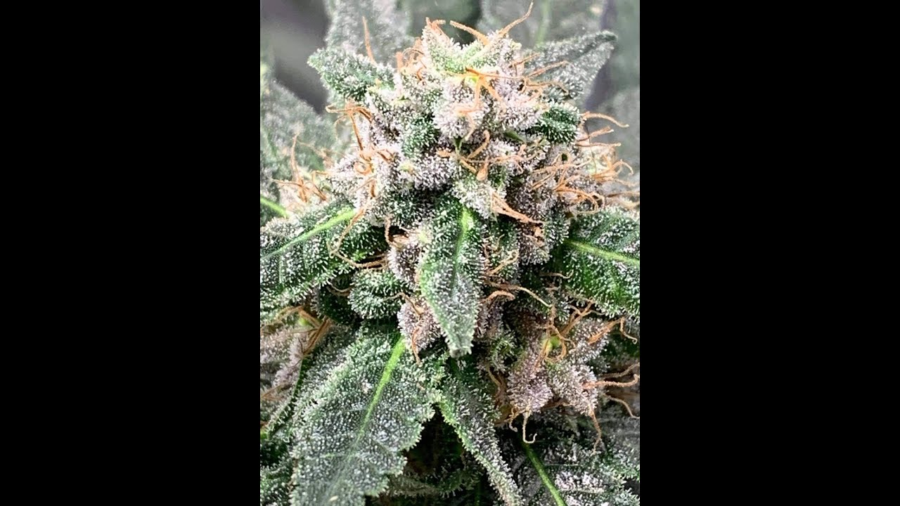 Critical Gelato 2 1/2 Weeks Into Flower-1st Video