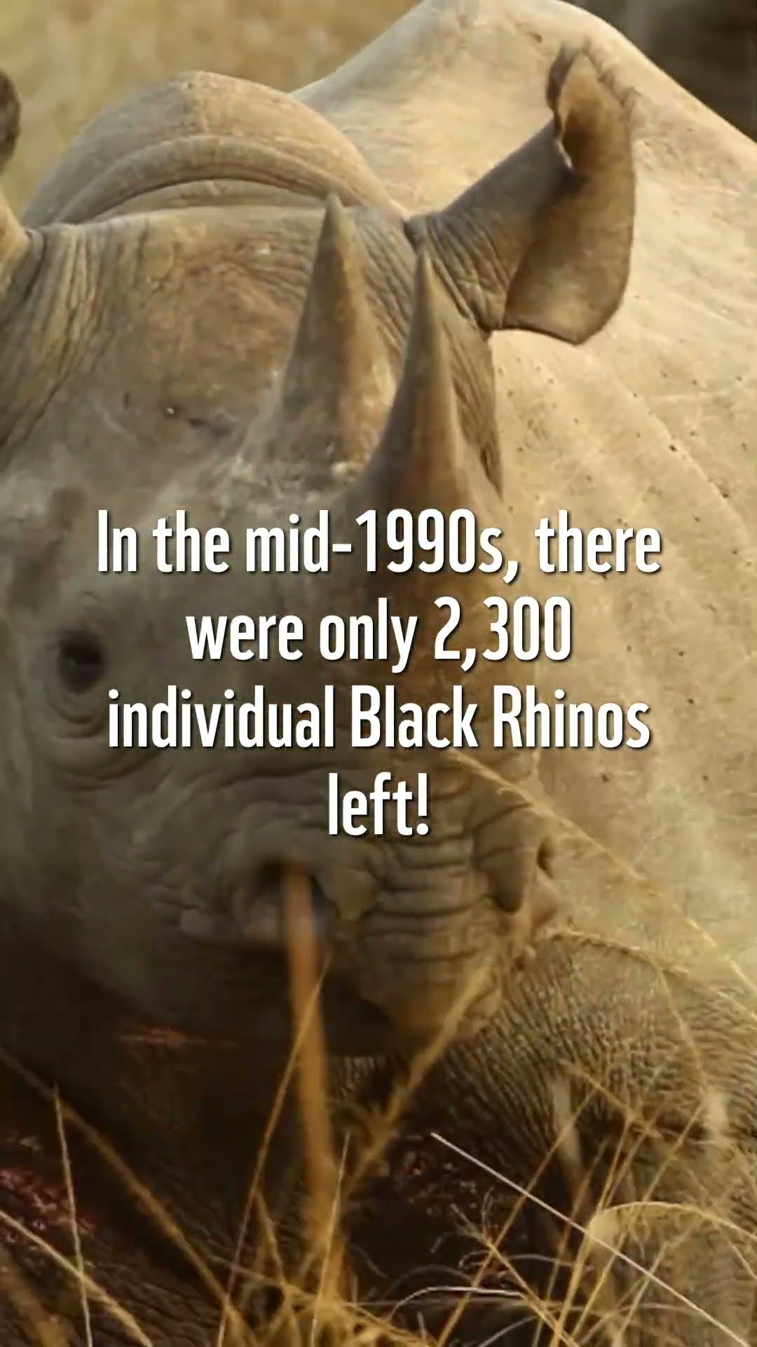 Black Rhino