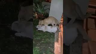 Hot Cat mating