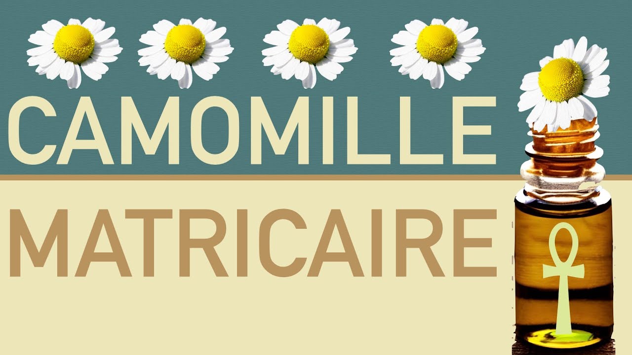 huile essentielle de camomille matricaire - YouTube