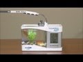 small and smart aquarium for desktop حوض سمك صغير و ذكي لمكتبك