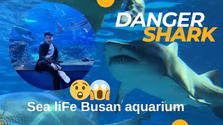 Danger shark😱😲 sea life busan aquarium   부산아쿠아리움 South korea 🇰🇷