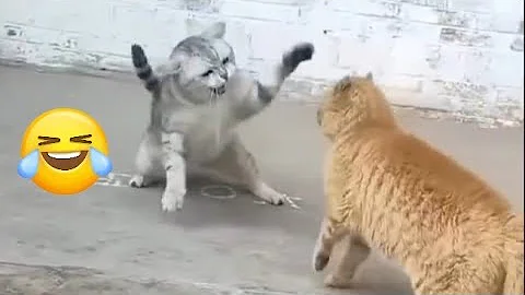 Video 10546861: cat fight funny kitten, cat cute kitten fighting, cat kitten playing fighting, angry cat