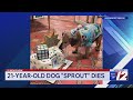 Beloved shelter dog passes away at 21 years old