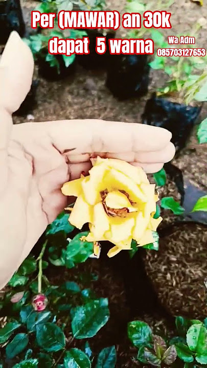 ROSE 30,000 get 5 colors #importedrose #cheapdecorativeplants #decorativeplants