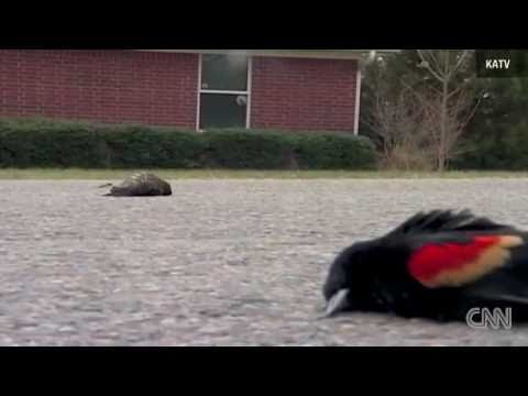 5,000 birds fall out of sky in Arkansas town -- North of Louisiana Border