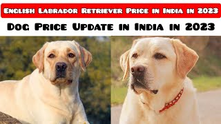 Show quality English Labrador Price in India ! Dog Price Update in India in 2023
