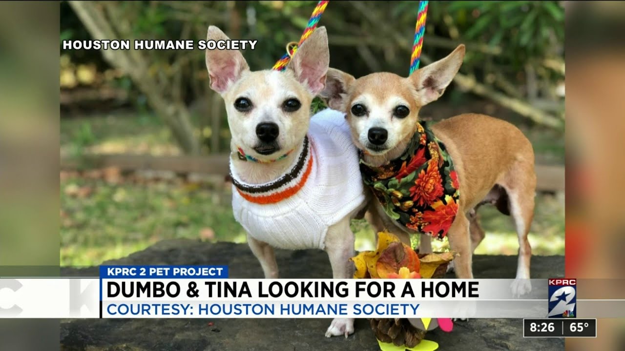 KPRC Channel 2 Pet Project