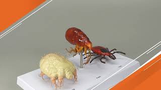 Canine Skin Parasites Model | AnatomyStuff