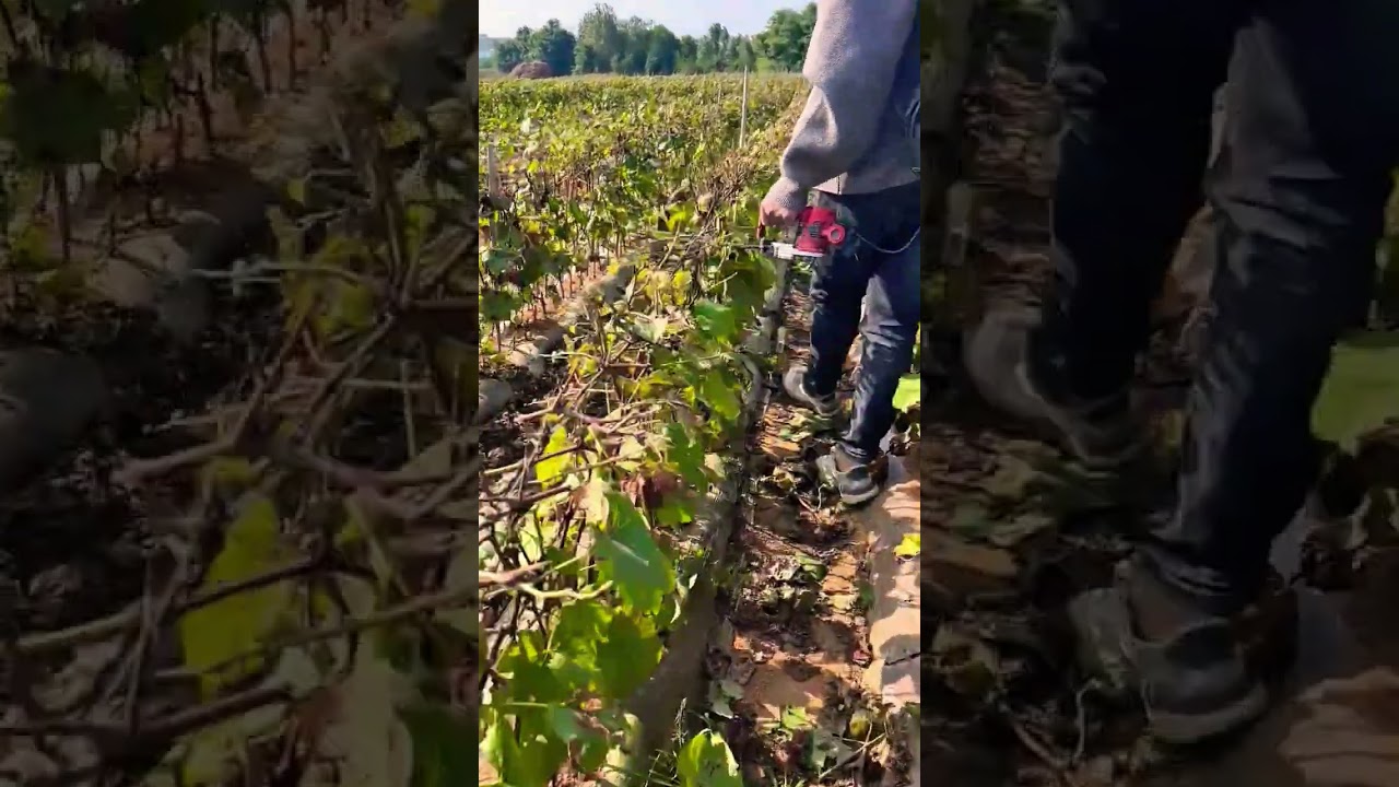 Electric Pruning Machine for Grapevine Cutting 🍇⚡ | Modern Farming Tools