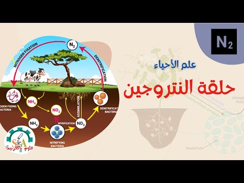 حلقة النتروجين   علوم بالعربية