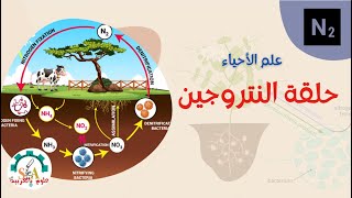 حلقة النتروجين - Nitrogen cycle- علوم بالعربية