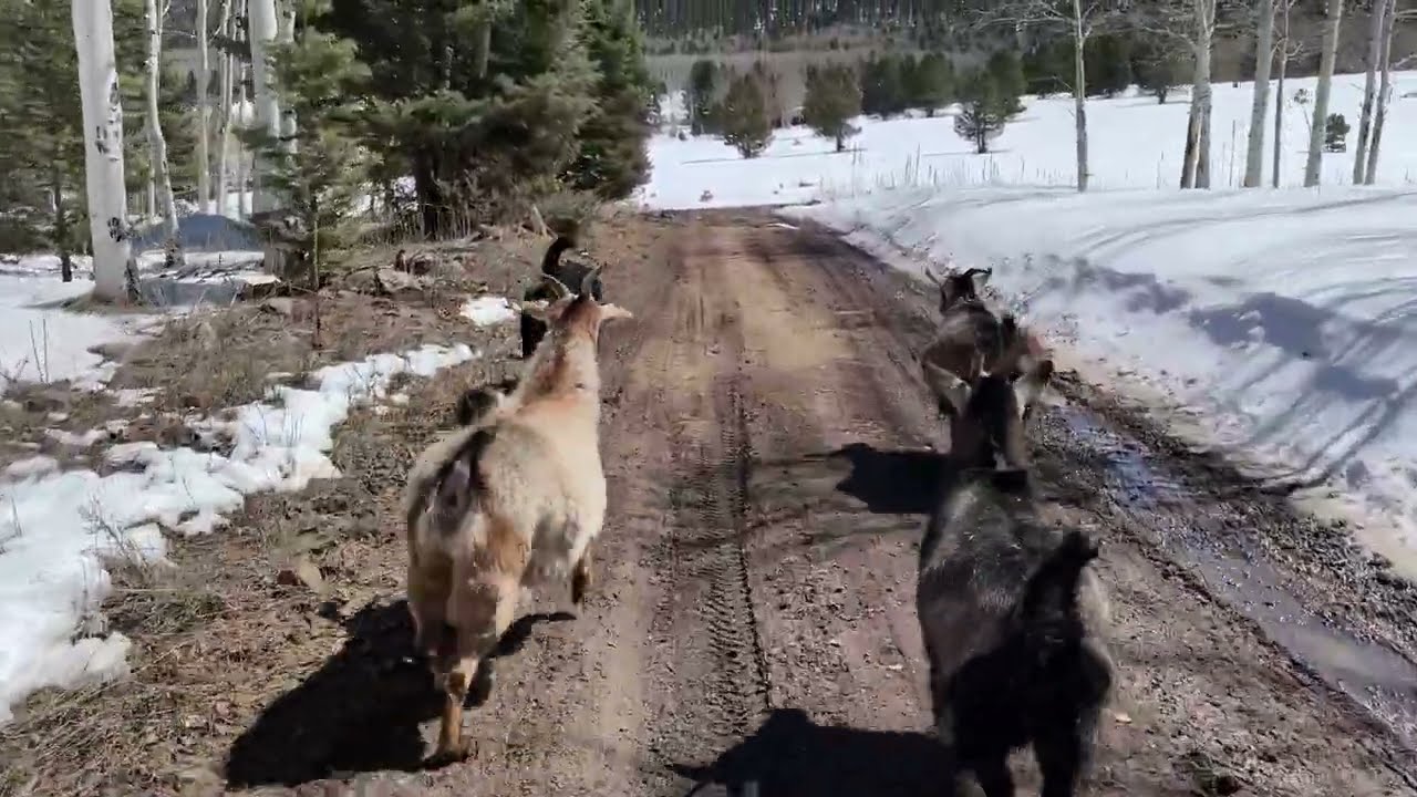 Goats love the 3 wheeler - spring thaw exercise fun 