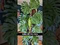 タイトルモンステラの育て方｜この3つで元気に育ちます