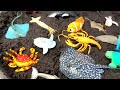 Washing Muddy Sea Animals in Blue Tub with Fun Facts for Kids