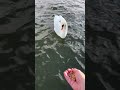 Feeding Max the Swan Floating Swan food - he comes every day to eat