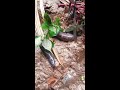 Simple DIY Snake Trapping Latest Ideas 2025 Snake Animals Cobra Trending Shortvideo Tintuc 87 Simple DIY Snake Trapping Latest Ideas 2025 Snake Animals Cobra Trending Shortvideo Tintuc 87