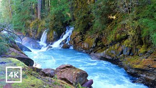4K Quinault Rainforest | Olympic National Park | Forest River Nature Sounds for Study & Meditation