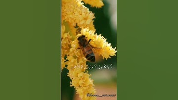 سورة الرحمن 💙#قرآن #تلاوة_خاشعة #قران_كريم #foryou #religion