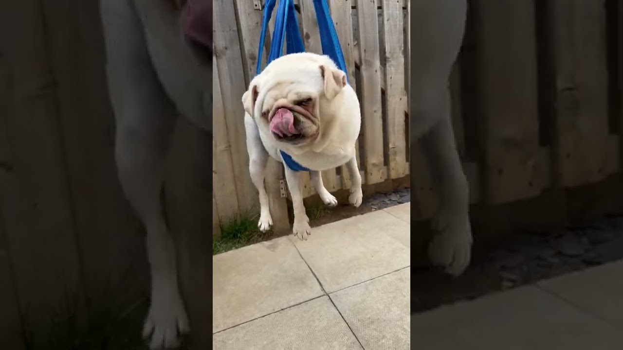 People put Pug in a sling to try to trim his nails!