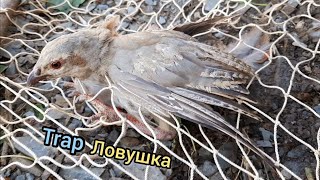 Trap for partridge Ловушка Keklik sesi  Охота кеклики Тур шикор Keklik که و Partridge Chukar avı